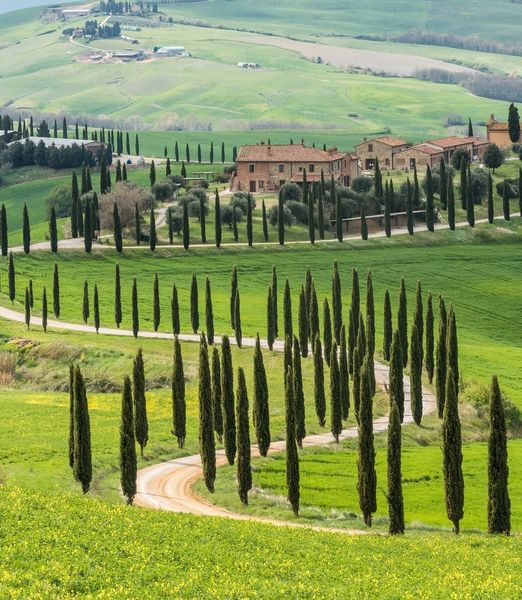 Cipresso toscano / Cupressus sempervirens 'Pyramidalis'
